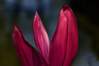 Close-up of red tulip