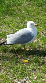 Bird on grassy field