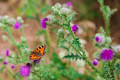 Butterfly on purple flower