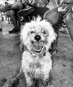 Low section of man with dog sitting outdoors