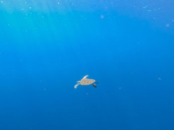 View of jellyfish swimming in sea