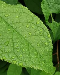 Full frame shot of raindrops on leaves