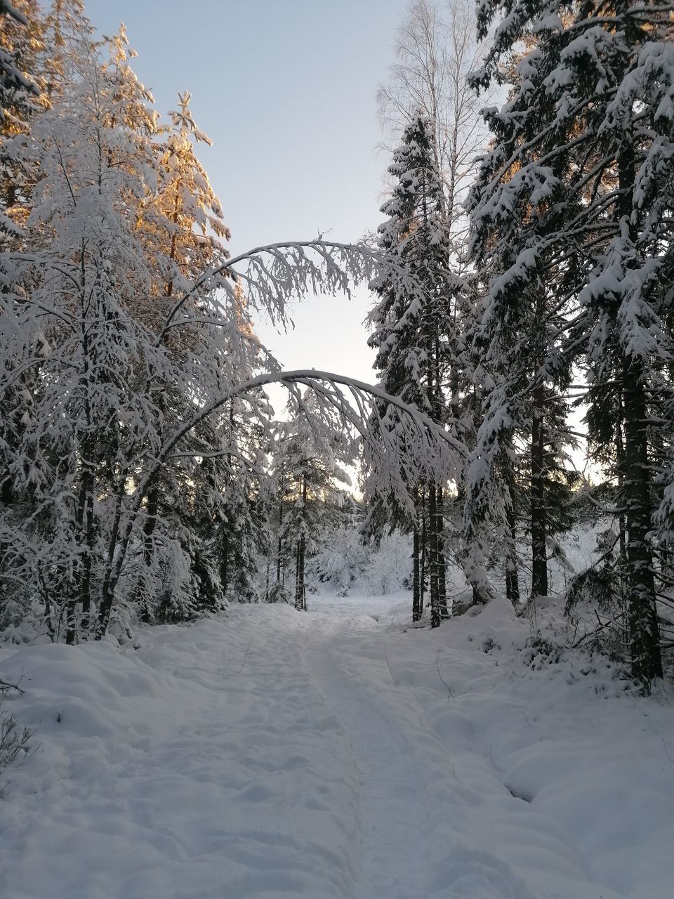 snow, winter, cold temperature, tree, plant, nature, environment, forest, landscape, beauty in nature, scenics - nature, land, coniferous tree, pine tree, sky, pinaceae, footwear, pine woodland, frozen, woodland, tranquil scene, white, mountain, tranquility, non-urban scene, no people, freezing, polar climate, outdoors, travel, travel destinations, blue, day, snowcapped mountain, evergreen tree, ice, footpath, frost, tourism, wilderness, idyllic