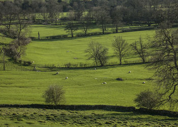 Scenic view of grassy field