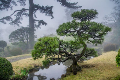 Trees on landscape against sky