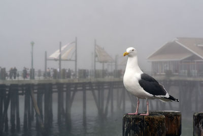 Seagull perching on wooden post against sky