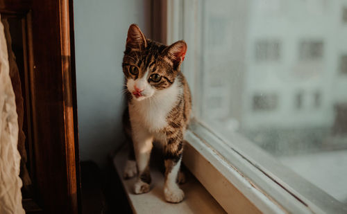 Portrait of cat sitting by window