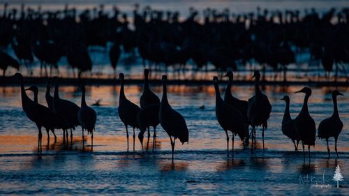 Silhouette of birds on lake