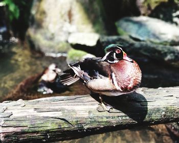 Close-up of bird perching outdoors