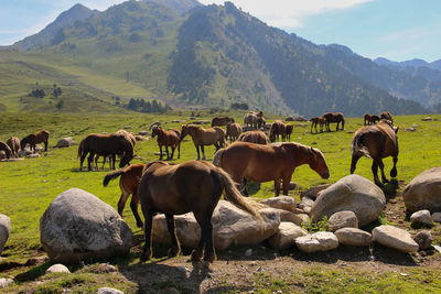 Horses on field