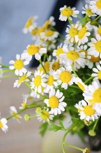 Close-up of white daisy flowers