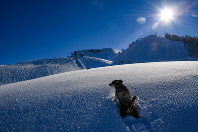 View of dog on snowcapped mountain against blue sky