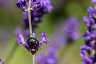 Close-up of butterfly pollinating on purple flower