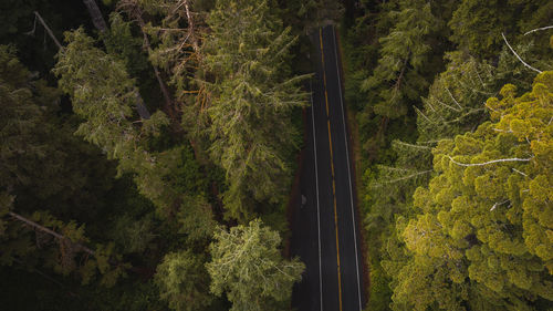 High angle view of mountain road amidst trees in redwood forest california national park 