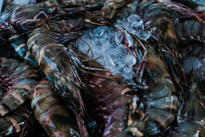 Close-up of fish for sale in market