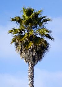 Low angle view of coconut palm tree against blue sky