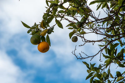 Low angle view of oranges growing on tree against sky