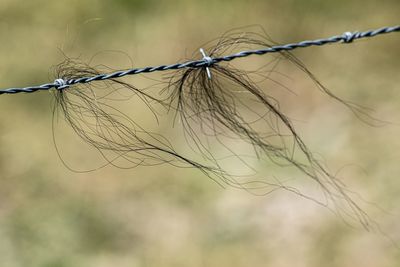 Close-up of barbed wire