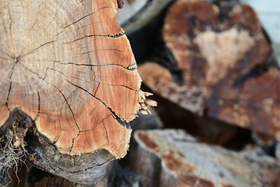 Close-up of tree trunk in forest