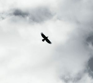 Low angle view of bird flying in sky