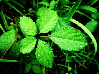 High angle view of wet plants during rainy season