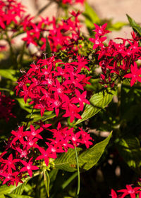 Close-up of red flowering plants