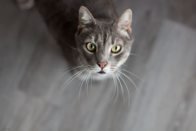 Portrait of tabby cat