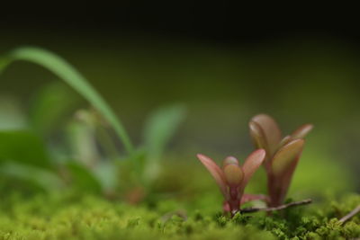 Close-up of flowering plant on field