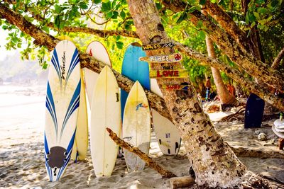 Trees on beach