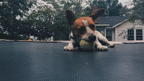 Dog on floor against sky