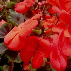 Close-up of red flowers blooming outdoors