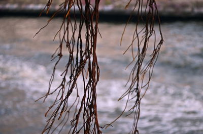 Close-up of dry plants on beach