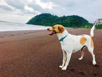 Close-up of dog standing by sea against sky