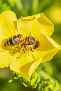 Close-up of bee pollinating on yellow flower