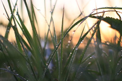 Close-up of raindrops on grass