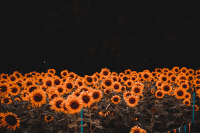 Close-up of sunflower at night