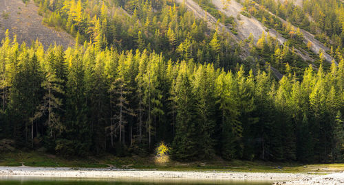 Trees in forest during autumn