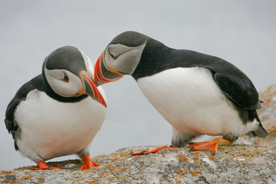 Close-up of bird puffin 