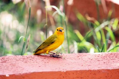 Close-up of bird perching on yellow leaf