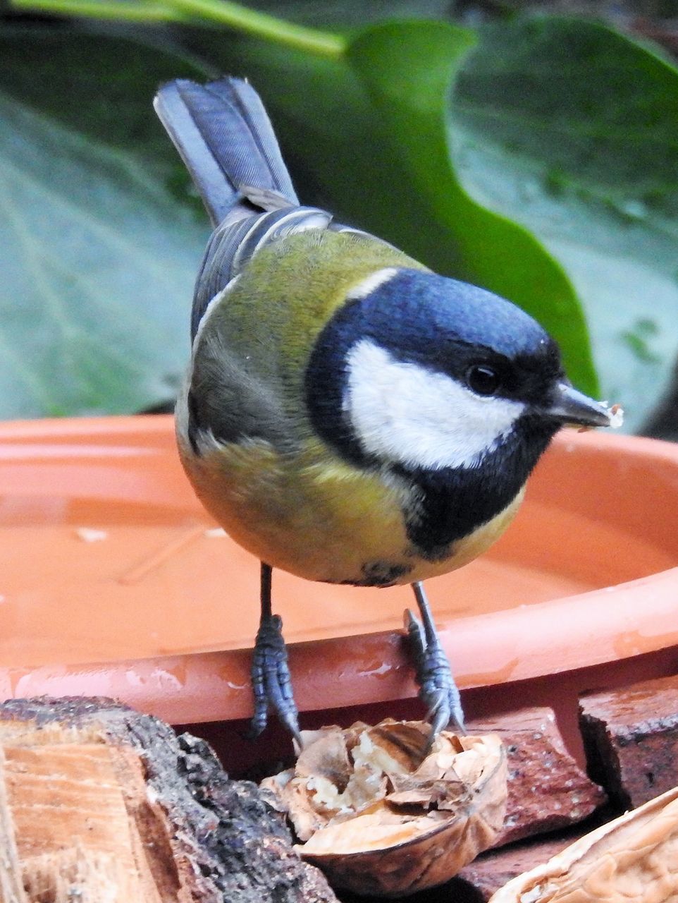 HIGH ANGLE VIEW OF BIRD EATING