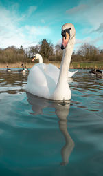 Swan swimming in lake