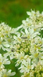 Close-up of flowers