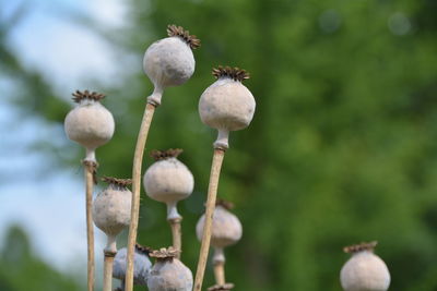 Close-up of poppy buds blooming outdoors