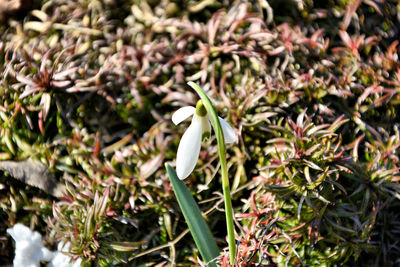 Close-up of white flowers blooming in field