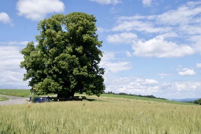 Tree on field against sky