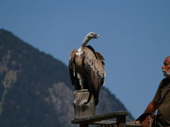 Bird perching on a wall against clear sky