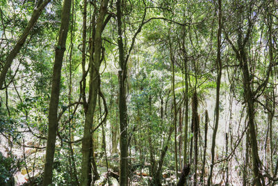 Low angle view of trees in forest