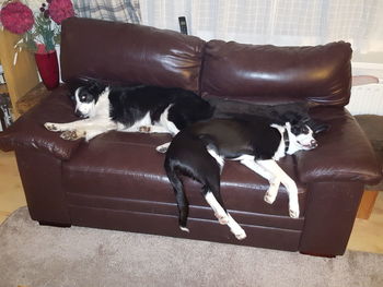 Dog relaxing on sofa at home