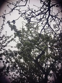 Low angle view of silhouette tree against sky