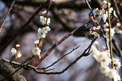 Close-up of cherry blossom on branch